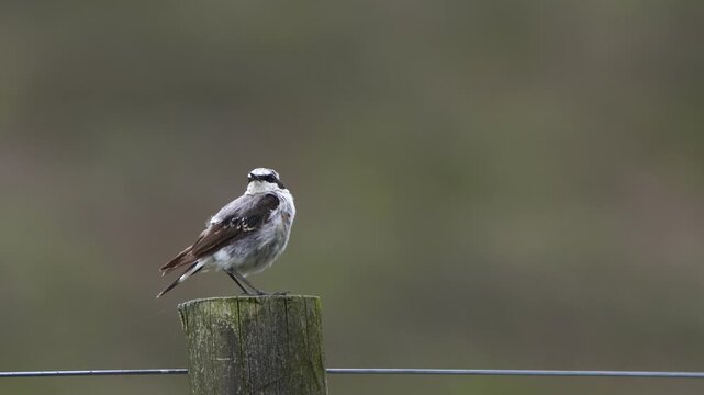 A male northern wheatear or wheatear (Oenanthe oenanthe) with worn feathers sitting on a wooden pole.