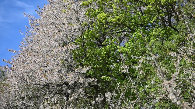 field in spring