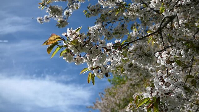 White flowers in spring