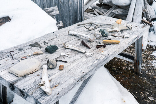 Svalbard, Svalbard and Jan Mayen - 21 June 2025: View of animal bones, antlers, and stones displayed on a rustic wooden table at Kinnvika Station surrounded by snow.