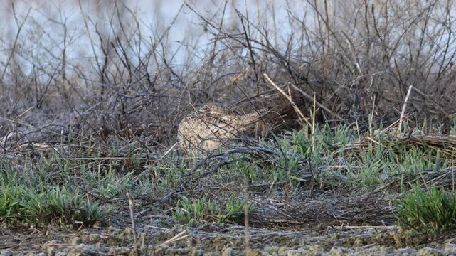 A ring-necked pheasant hen (Phasianus colchicus) walks and forages along a brushy wetland edge at Lower Klamath National Wildlife Refuge.