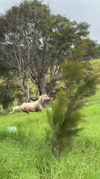 "Beautiful White Horse Running Freely in Rural Countryside Landscape"