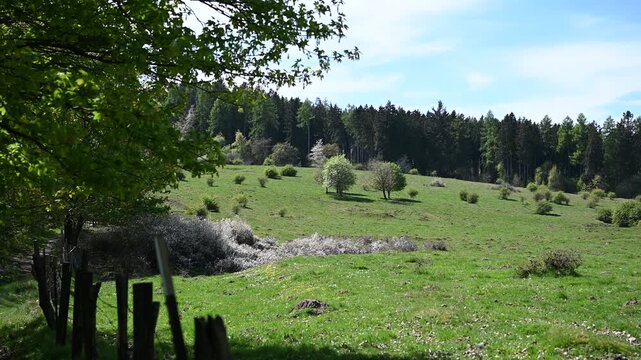field in spring