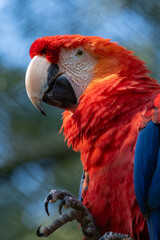 Fototapeta premium Scarlet Macaw in Nature: A stunning Scarlet macaw showcases its vibrant plumage amidst the backdrop of nature. The image captures the bird's natural beauty and its vibrant colours.