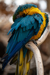 Obraz premium Guacamayo Azul