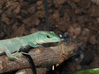 Fototapeta premium Gastropholis prasina destaca por su intenso color turquesa. Se asoma desde un tronco hueco con musgo, mostrando restos de muda en su cabeza y espalda sobre un fondo de tierra y plantas.