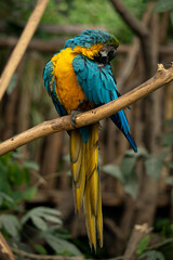 Obraz premium Guacamayo Azul