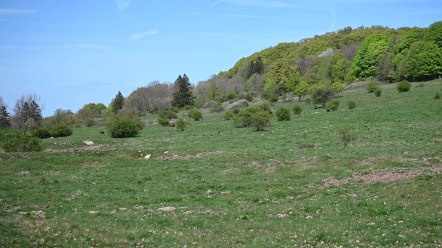 field in spring