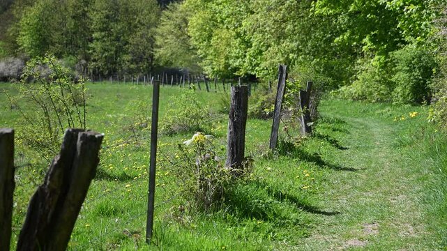 field in spring