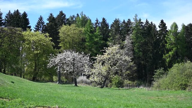 landscape with trees