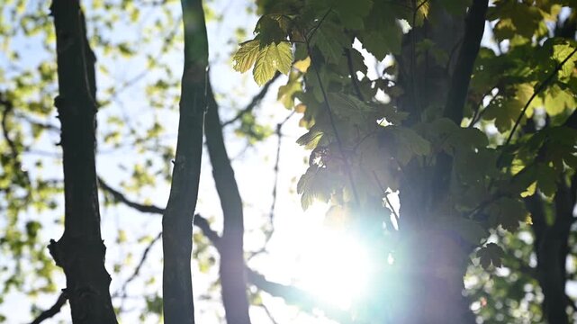 ray of sunlight between the leaves