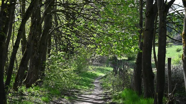 forest in the morning