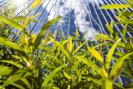 Grass and buildings