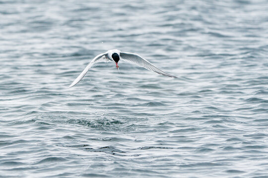 Svalbard, Svalbard and Jan Mayen - 21 June 2025: View of an Arctic tern flying low over the rippling water with a small fish in its beak.