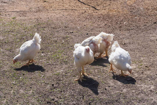 Healthy white broiler chickens growing outdoors near the farm building. Poultry farming, livestock breeding and домашнее agriculture concept.