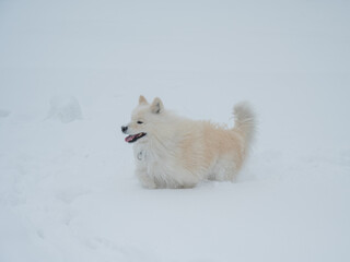 Fototapeta premium A Samoyed dog runs through the snow.