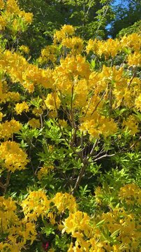Bright yellow and orange rhododendron flowers bloom splendidly in a sunny garden, vertical video