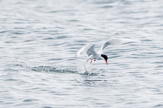 Svalbard, Svalbard and Jan Mayen - 21 June 2025: View of an Arctic tern diving into the cold water with its wings spread and creating a small splash.