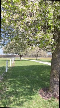 Bradford Pear Trees with Blossoms and a white Farm Fence