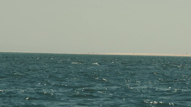 Playful dolphins swimming in the open ocean waters