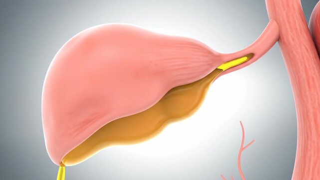3D Visualization of Human Gallbladder Releasing Golden Bile into the Digestive System