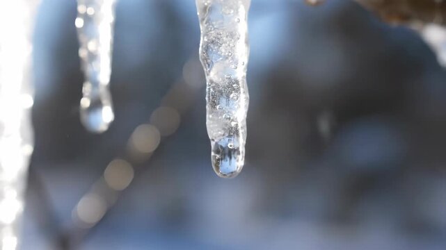 Close up of water dripping from a melting icicle in the sun. Macro shot of ice thawing during spring transition. Winter seasonal change concept