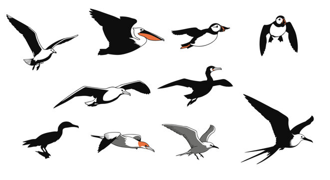 Graphic Collection of Diverse Sea Birds Stylized in Flight and at Rest
