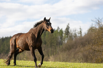 Pferd stolpert © Nadine Haase