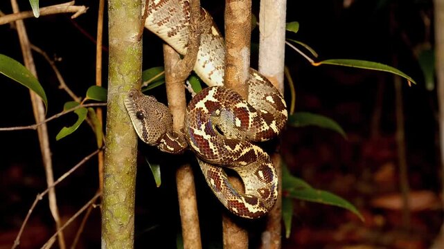 Madagascar tree boa, Sanzinia madagascariensis, wrapped around tree, tongues 1