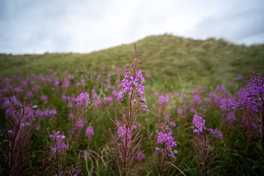 D&uuml;nenblumen auf Amrum