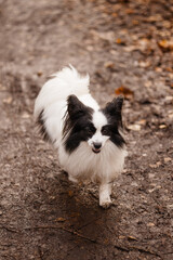 Obraz premium Small Papillon dog black and white running, front view, look at camera, on forest path with autumn leaves, brown foliage background with copy space. Concept pet activity, nature walk, freedom, autumn.