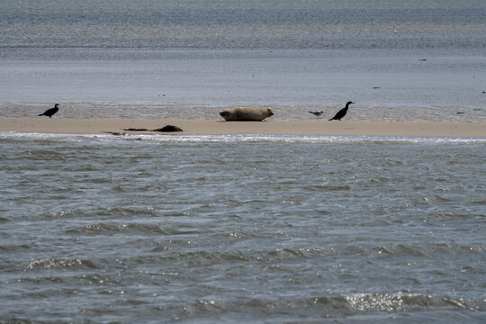 Seehunde auf einer Sandbank bei Ebbe