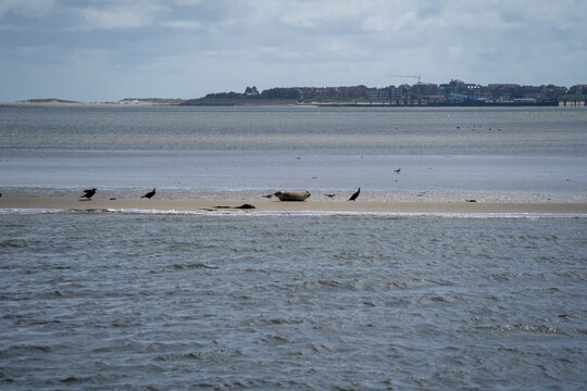 K&uuml;stenlandschaft mit Seehundbank vor Amrum
