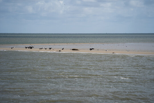 Nordseeurlaub mit Blick auf Seehunde
