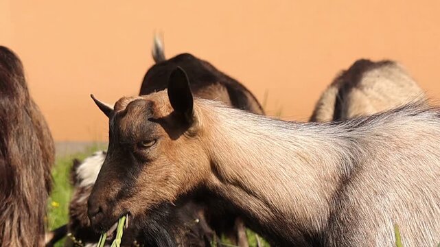 Close up of a brown goat grazing fresh green grass in a sunny pasture, chewing calmly while other goats stand nearby. Natural farm setting with warm light and soft background, peaceful rural scene.