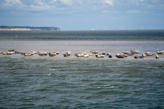 Wildtiere an der Nordsee vor Amrum