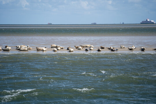 Seehundb&auml;nke vor der Insel Amrum im Sommer