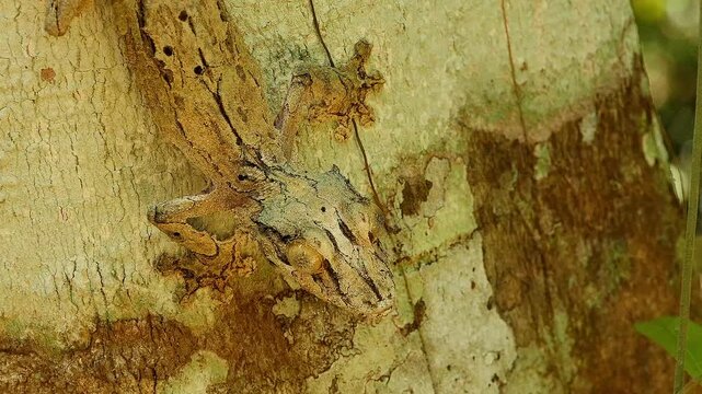 Madagascan leaf-tailed gecko, Uroplatus sikorae, camouflaged on tree trunk 5