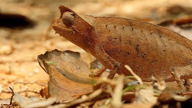ground living pygmy chameleon Brookesia superciliaris, close 2
 
