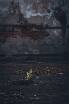 Plant starts to grow and once take over the abandoned building