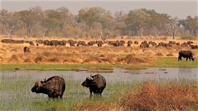 large herd of african buffalo wade through water eating reed 288