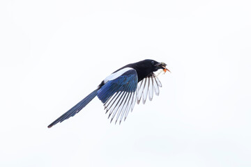 Fototapeta premium Common Eurasian Magpie bird, Pica Pica, in flight