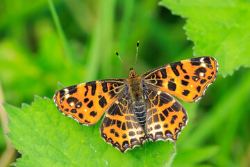 Naklejka premium The Map butterfly, Araschnia levana, Springtime brood