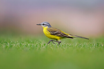 Fototapeta premium Closeup of a male western yellow wagtail bird Motacilla flava foraging in a field of flowers