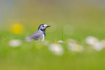 Obraz premium Closeup of a White Wagtail, Motacilla alba, foraging on a meadow with flowers