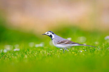 Obraz premium Closeup of a White Wagtail, Motacilla alba, foraging a green meadow
