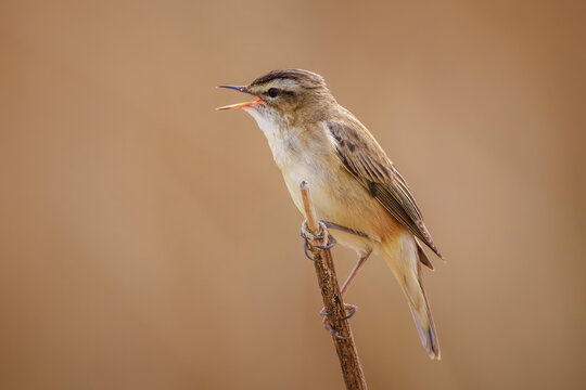 Sedge Warbler, Acrocephalus schoenobaenus, singing