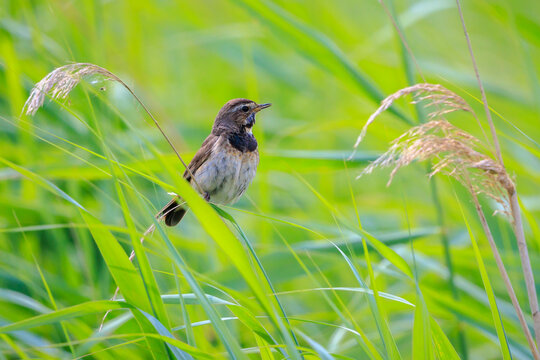 Closeup of a blue-throat bird Luscinia svecica cyanecula singing