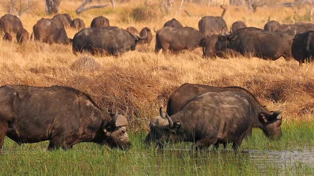 large herd of african buffalo wade through water eating reed 423