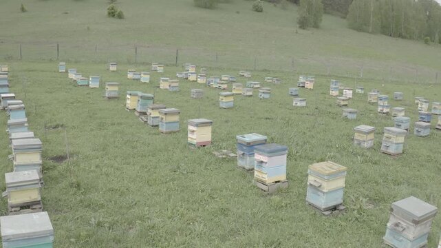 Spacious grassland adorned with painted beehives amid peaceful hills. Extensive open meadow featuring multicolored apiaries across gentle rolling landscapes and distant trees